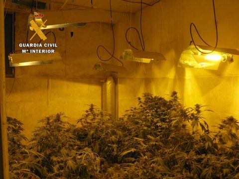 Imagen de la plantación "indoor". (Foto: Guardia Civil)