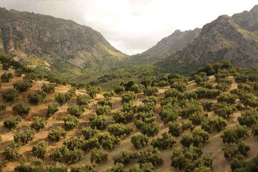 Concluye la campaña de la aceituna con una reducción del 46,8% respecto al año pasado