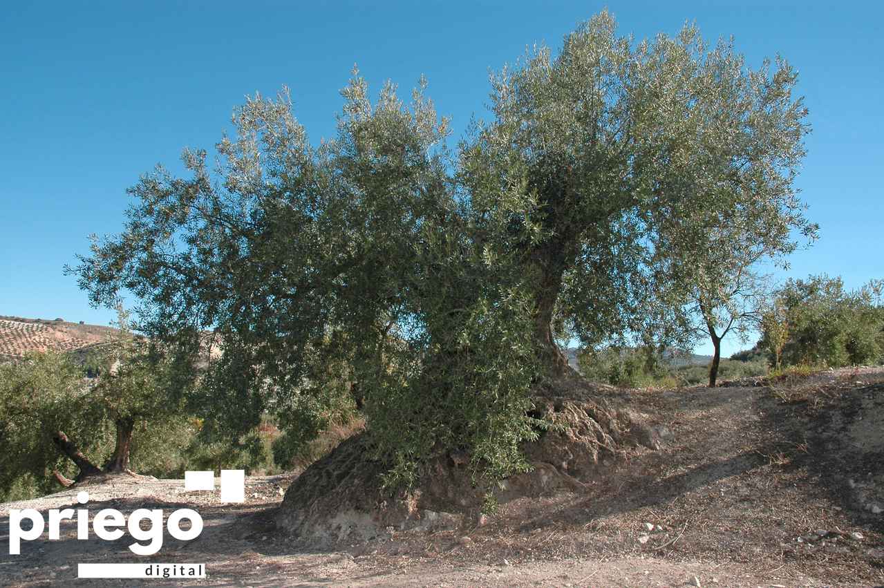 Olivar en la comarca de Priego de Córdoba.
