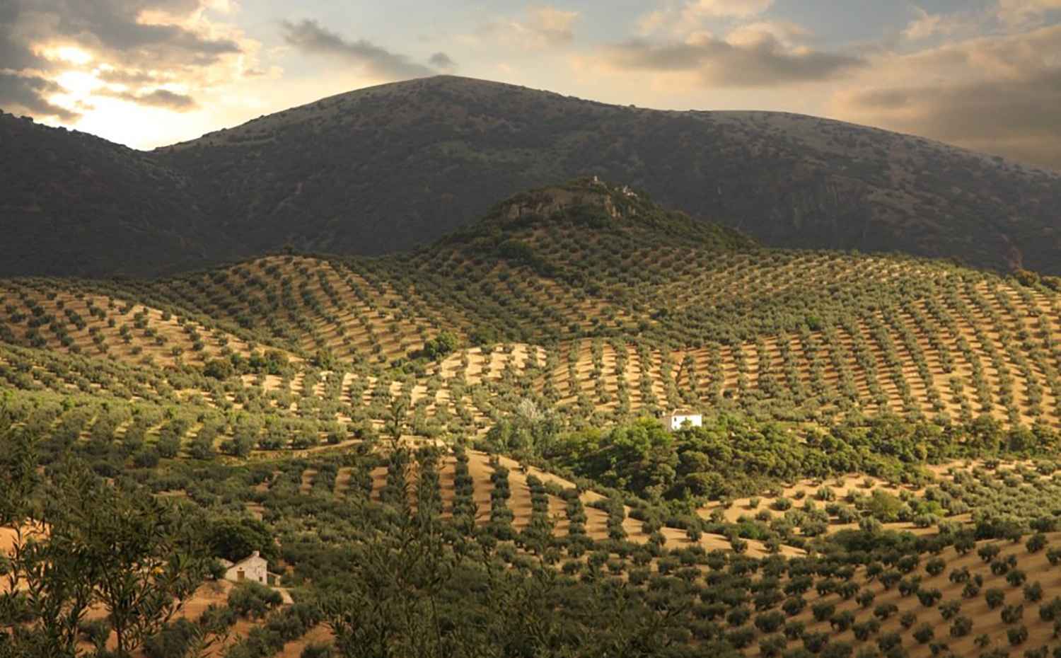Olivar de la zona amparada por la D.O.P.
