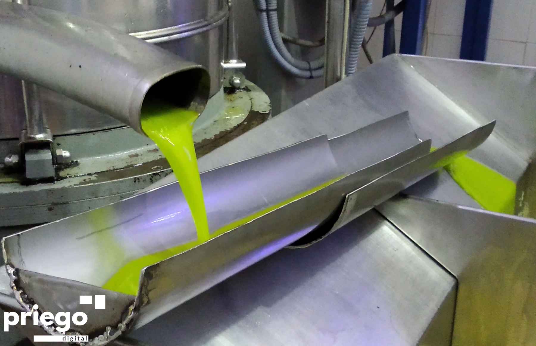 Extracción de AOVE en una almazara de la comarca.