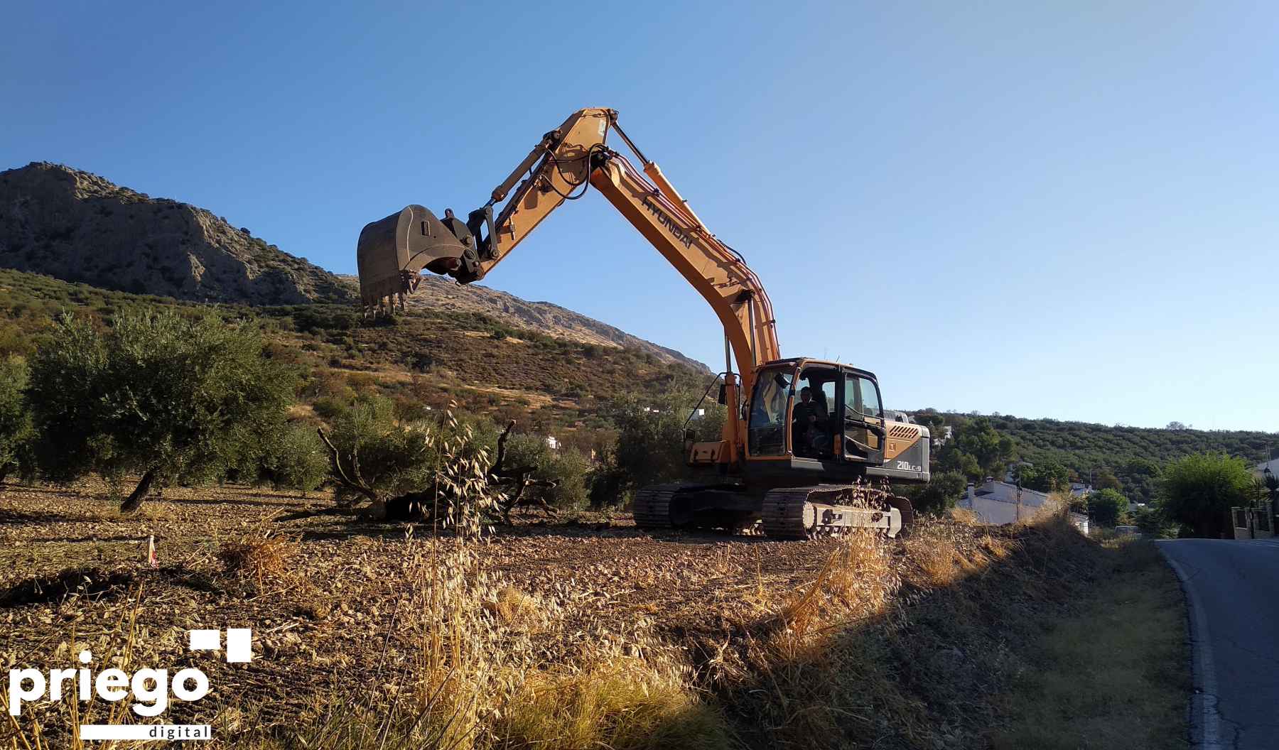 La maquinaria ya ha comenzado la retirada de los olivos.