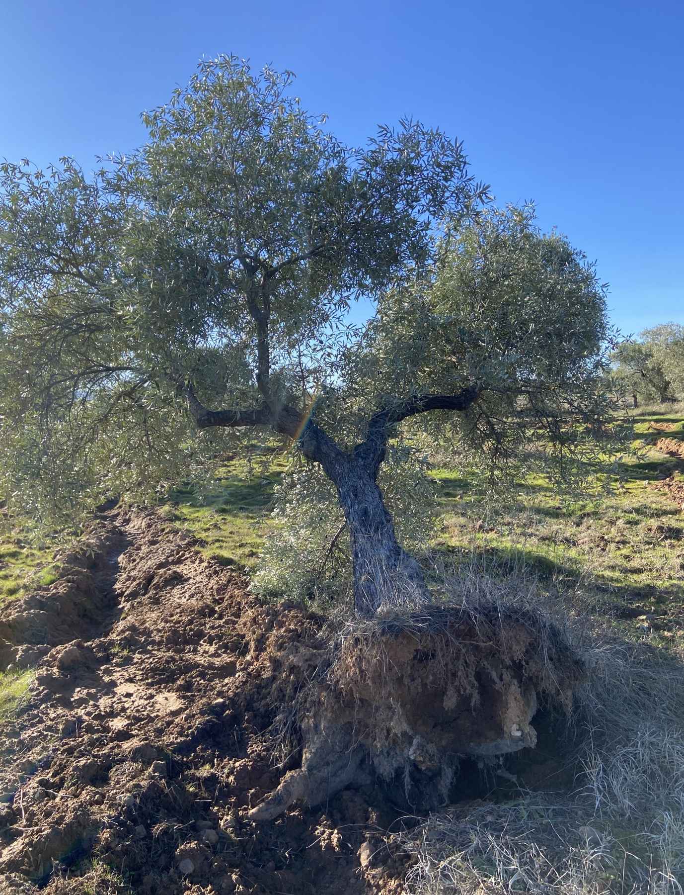 Olivar arrancado por la fuerza del viento.