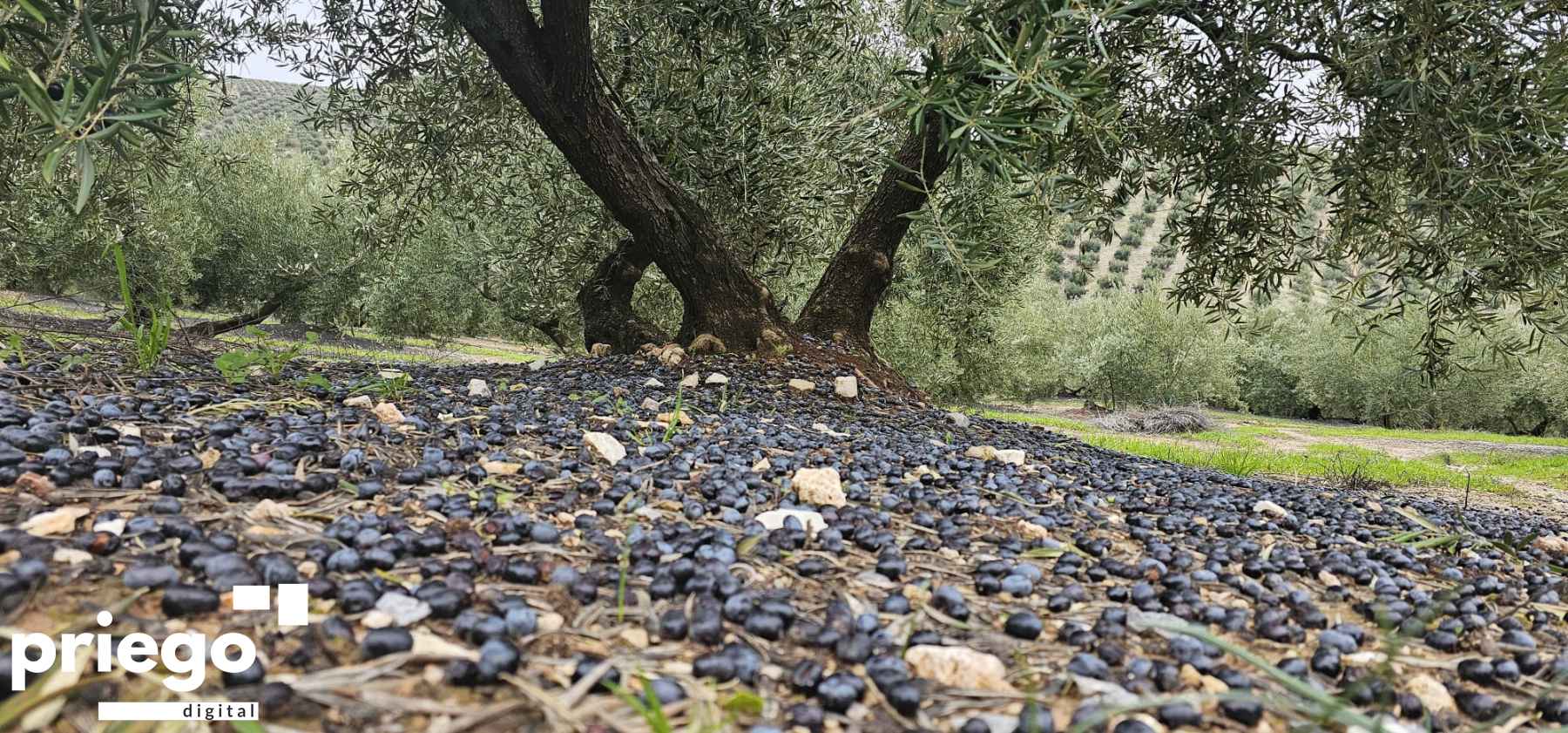 Aceitunas caídas por el efecto de las borrascas.
