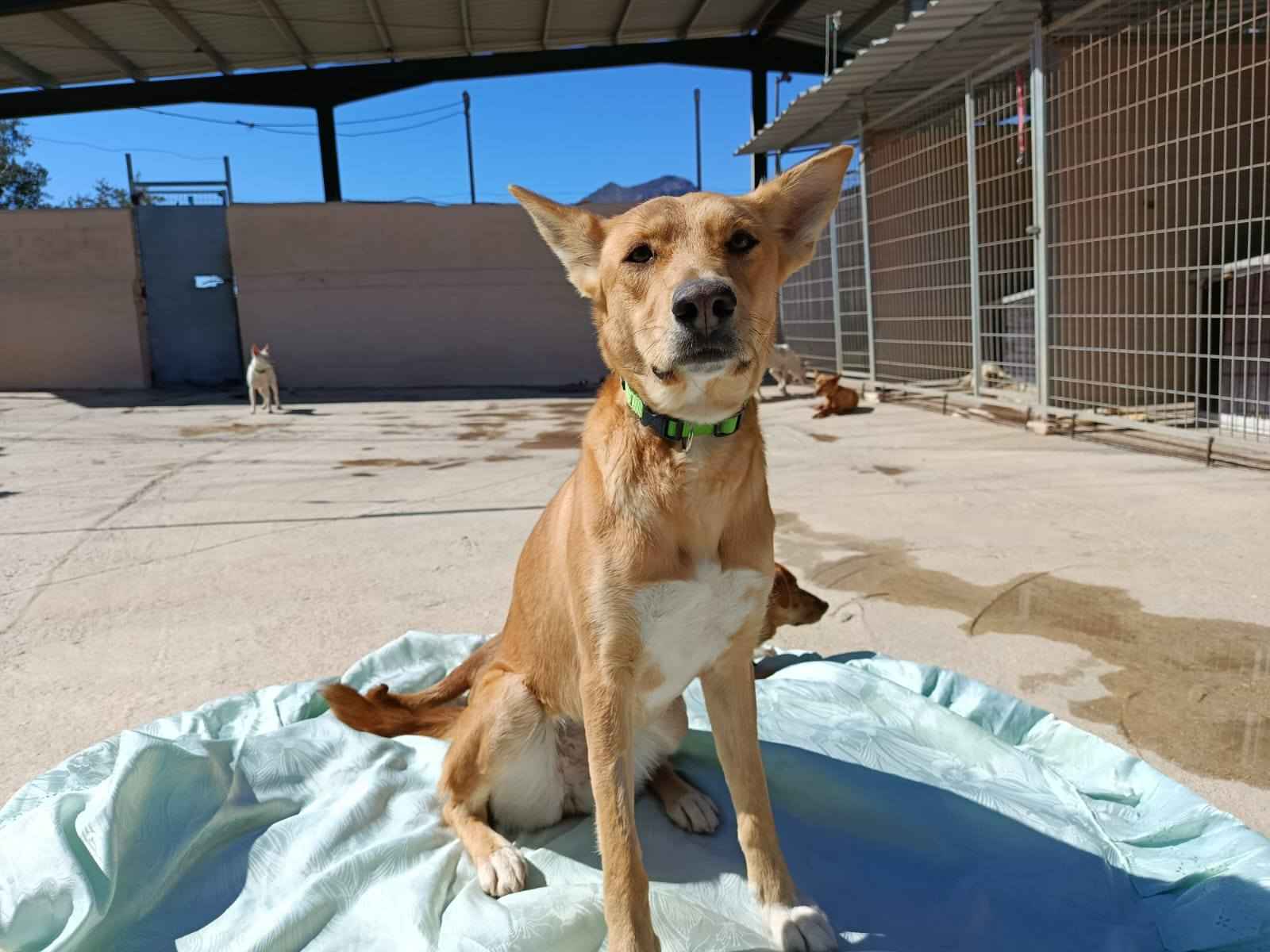 Saturación en la perrera de Priego de Córdoba por el incremento del abandono animal.