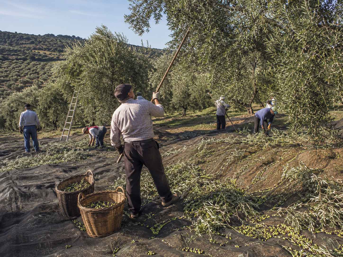 Labores de recogida de la aceituna.