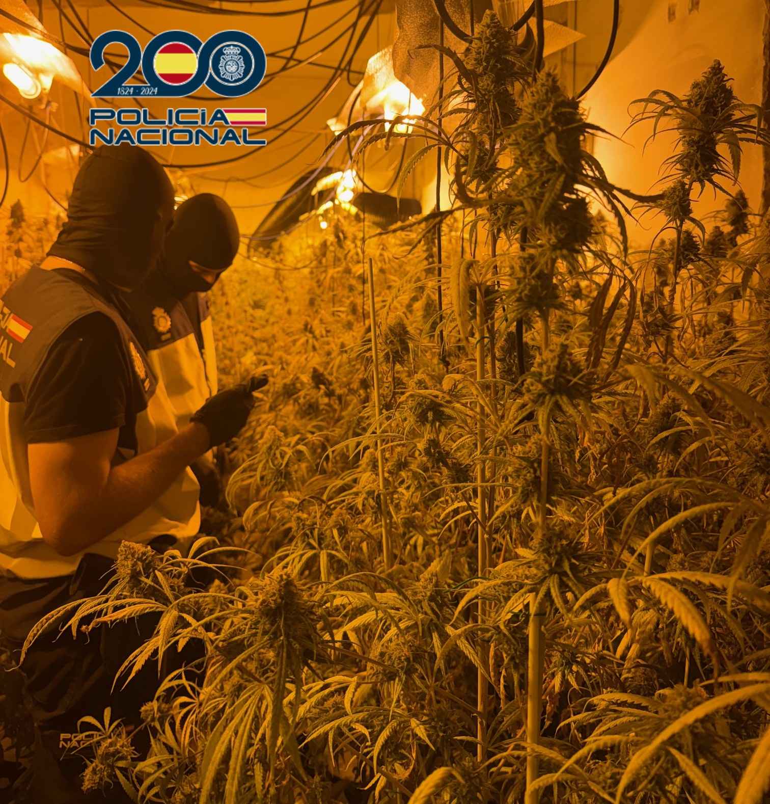 Plantación de marihuana desmantelada por la Policía Nacional en Córdoba.