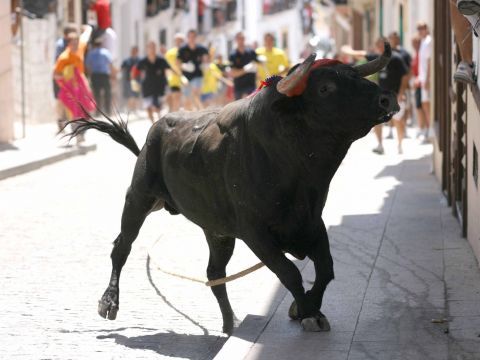 "Boqueroncito" en su carrera en la jornada matutina del Toro de Cuerda. (Foto: Antonio J. Sobrados)