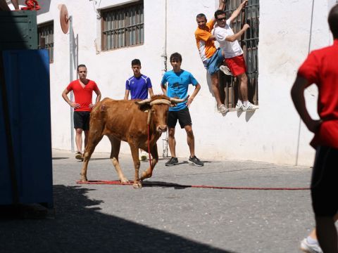 Imagen de la primera de las vacas que se soltaron el sábado. (Foto: Gema Sobrados)
