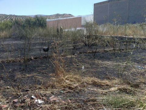 Aspecto que presentaba la parcela una vez extinguido el fuego. (Foto: Cedida)